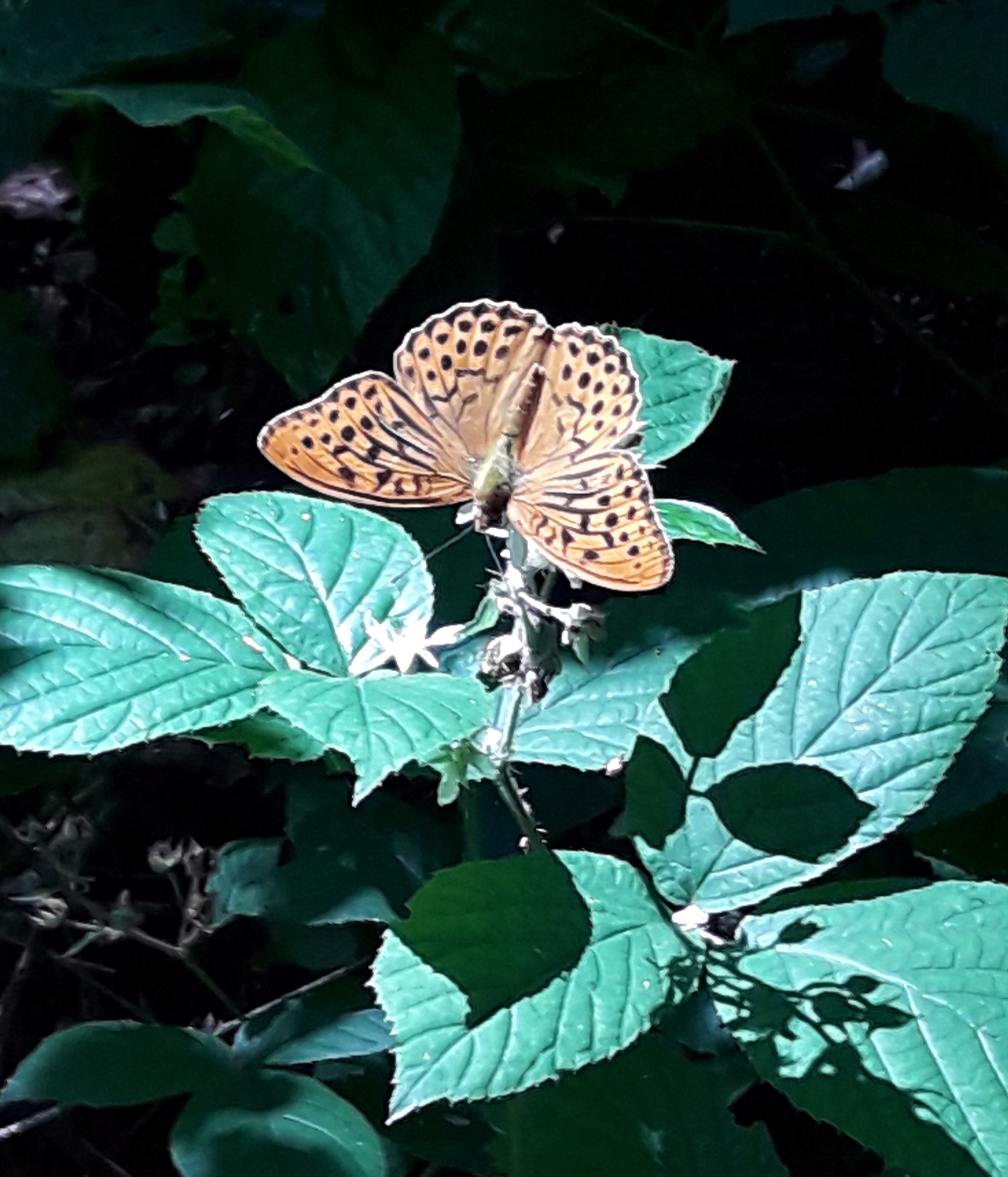 20180707_132116